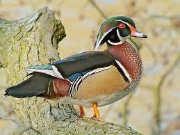 Wood Duck - Wikipedia