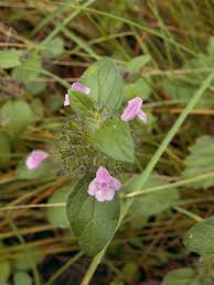 Image result for Clinopodium simense