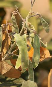 Image result for Philenoptera nelsii