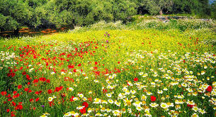Tara king july 8, 2019 3:44 pm. Wildflower Meadows And Their Benefits Portugal Resident