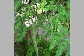 Contextual translation of daun kelor into english. Kelor Dinobatkan Who Sebagai Pohon Ajaib Satu Harapan