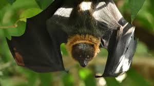 Faut Il Debarrasser La Planete De La Chauve Souris Et Du Pangolin Covid 19 Youtube