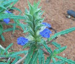 Image result for Blepharis