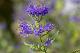 Image result for Caryopteris odorata