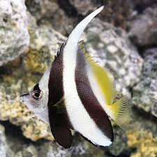 Black and white aquarium fish. Heniochus Black White Butterflyfish Saltwater Aquarium Fish For Marine Aquariums