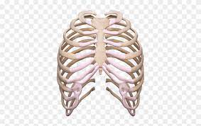 Download png for free ( 138.79kb ) resize png. Rib Cage Png Rib Cage Transparent Clipart 2393486 Pikpng