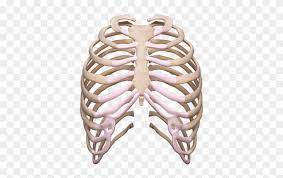 The pnghost database contains over 22 million free to download transparent png images. Rib Cage Png Rib Cage Transparent Clipart 2393486 Pikpng