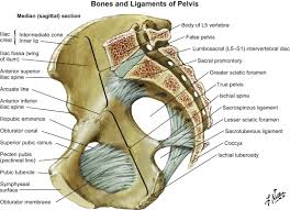 These ligaments are important stabilizers. References In Surgical Exposure And Anatomy Of The Female Pelvis Surgical Clinics