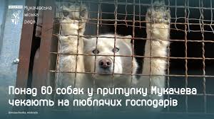 Сьогодні ми розповімо про притулок тимчасової перетримки тварин у Мукачеві, Тут на люблячих та відповідальних господарів зараз чекають понад 60 собак, з них шестеро цуценят. У кожного з них різна доля ...