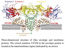 And could it pose a threat to the success of a future vaccine? News Galveston National Laboratory Utmb Home