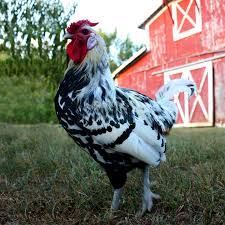 Our daughter was been awarded the national champion junior exhibitor of the year by the north american hamburg society for both 2007 and 2008. Murray Mcmurray Hatchery Silver Spangled Hamburg