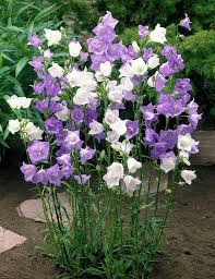 Pin On Herbaceous Plant Id Images
