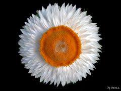 Die lösung auf das kreuzworträtsel für strohblumenart. Wie Heisst Diese Blume Fotografie Forum