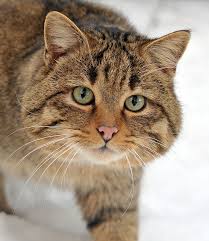 They can be endemic to large or small areas, to a particular continent, or even a single island. List Of Endemic Species Of The British Isles Wikiwand