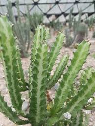 Image result for Euphorbia guerichiana