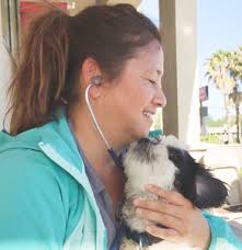 Holistic & Natural Veterinary Advice for Horse and Pet Lovers