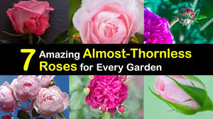 Wasn't sure if these took m. 7 Amazing Almost Thornless Roses For Every Garden