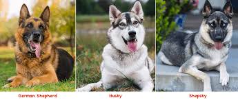 Any puppies that qualify as a german shepherd mix are a cross between a german shepherd and another dog breed. German Shepherd Husky Mix Temperament Characteristics Fun Facts And More K9deb Com