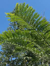 Image result for Schizolobium parahyba