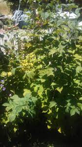 You also have flowers, just not fruit. Rasberry Blooms Bu No Fruit 466890 Ask Extension