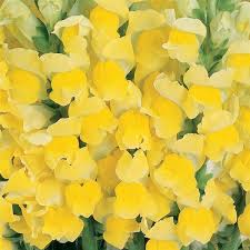 Image result for Snapdragon Yellow 1980 MG