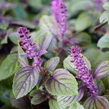 Image result for Ocimum basilicum