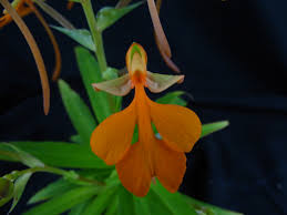 Image result for Habenaria humilior