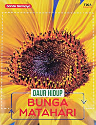 Jual bibit matahari sunflower little leo. Tebak Gambar Anak Bunga Matahari