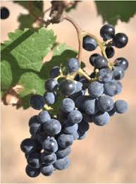 We did not find results for: Wild Grapevine Vitis Vinifera Ssp Silvestris Ninotsminda 01 Download Scientific Diagram