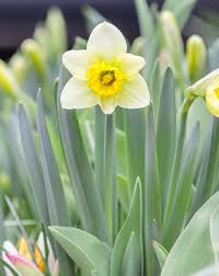 Fill Your Yard With Delightful Daffodils Angie The Freckled Rose Daffodils Bulb Flowers Plants