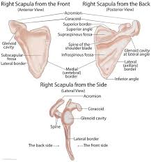 Voila anatomy nerds introducing the muscles and movement of the shoulder blade your shoulder blade has 3 primary sets of movements that you need to. Scapula Shoulder Blade Anatomy Muscles Location Function Anatomy Bones Scapula Upper Limb Anatomy