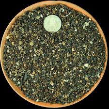 Image result for Euphorbia dolichoceras