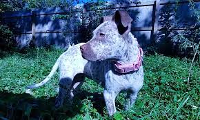 Browse thru thousands of dogs for adoption in pennsylvania, usa area, listed by dog rescue organizations and. These Kansas City Based Puppies Are Up For Adoption And In Need Of A