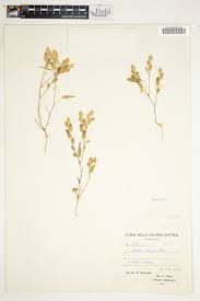 Image result for Aneulophus congoensis