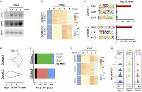 We did not find results for: Frontiers High Dose Ifn B Activates Gaf To Enhance Expression Of Isgf3 Target Genes In Mle12 Epithelial Cells Immunology