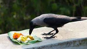 காகத்திற்கு உணவு வைத்த பிறகு சாப்பிடுவது நல்லதா? | food for crow benefits