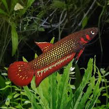 Image result for Psydrax livida