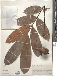 Image result for Carapa procera