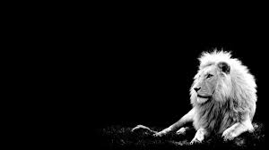 Baby Black And White Lion Pictures White Lion Hd Wallpaper Black And White Lion White Lion Black And White Pictures