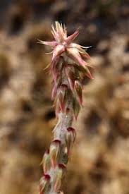 Image result for Centrostachys aquatica