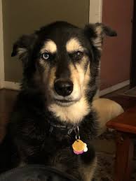 She is sooooo cute & just loves storm ♥ all play should be managed and shut down when the energy is to high or the play becomes rough. My Dog Has One Straight Ear And One Floppy Ear Is This Normal Quora