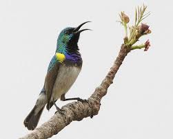 Identification Small Birds Of South Africa White Breasted Sunbird Cinnyris Talatala Male Bird Pet Birds Beautiful Birds