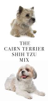 Bred to hunt, kill vermin and to guard their families home or barn; Cairn Terrier Shih Tzu Novocom Top