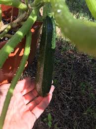 When to harvest zucchini in a vegetable garden martha stewart. Any Tips For When To Harvest Zucchini Gardening