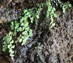 Image result for Adiantum soboliferum