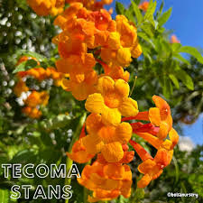 Image result for Tecoma stans