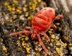 Notre Insecte A 6 Pattes Araignee Rouge Araignee Cochenille