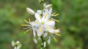 Image result for Chlorophytum krookianum