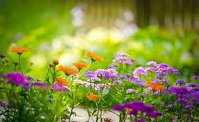 Pemandangan indah vektor background0004 vector latar sumber : Taman Bunga Tempat Berlibur Akhir Pekan Wallpaper Bunga Indah Bunga Bunga Indah Taman Bunga