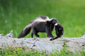 In Adorable Skunk Family Video Cyclist Did Everything Right Baby Skunks Skunk Animals Beautiful
